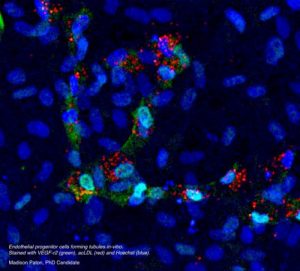 Stem Cell Culture Bright-2 from The Ritchie Centre innovations in stem cell research