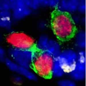 Three germ cells or gonocytes enriched for stem cell capacity at Hudson Institute