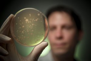 Scientist holding petri dish of bacteria to demonstrate positive effects of faecal transplants.