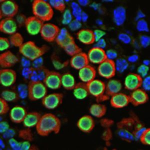 A cross-section of an early testes showing precursors of sperm cells (green and red), while the blue shows DNA in individual cells. The green shows the epigenetic modification forming in early sperm cells.