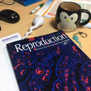 A study on inflammation in the endometrium could bring scientists closer to improving treatment for women with pelvic organ prolapse (POP).