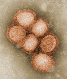 Morphology of the swine flu virus.