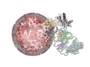 Artwork of a gamma delta T cell receptor interacting with MR1. Artwork: Dr Erica Tandori, Artist in Residence, Department of Biochemistry & Molecular Biology/School of Biomedical Sciences, Monash University.