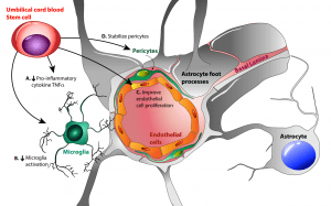 Scientific imag: Effects of cord blood cells on fetal growth restriction neurovasculature.