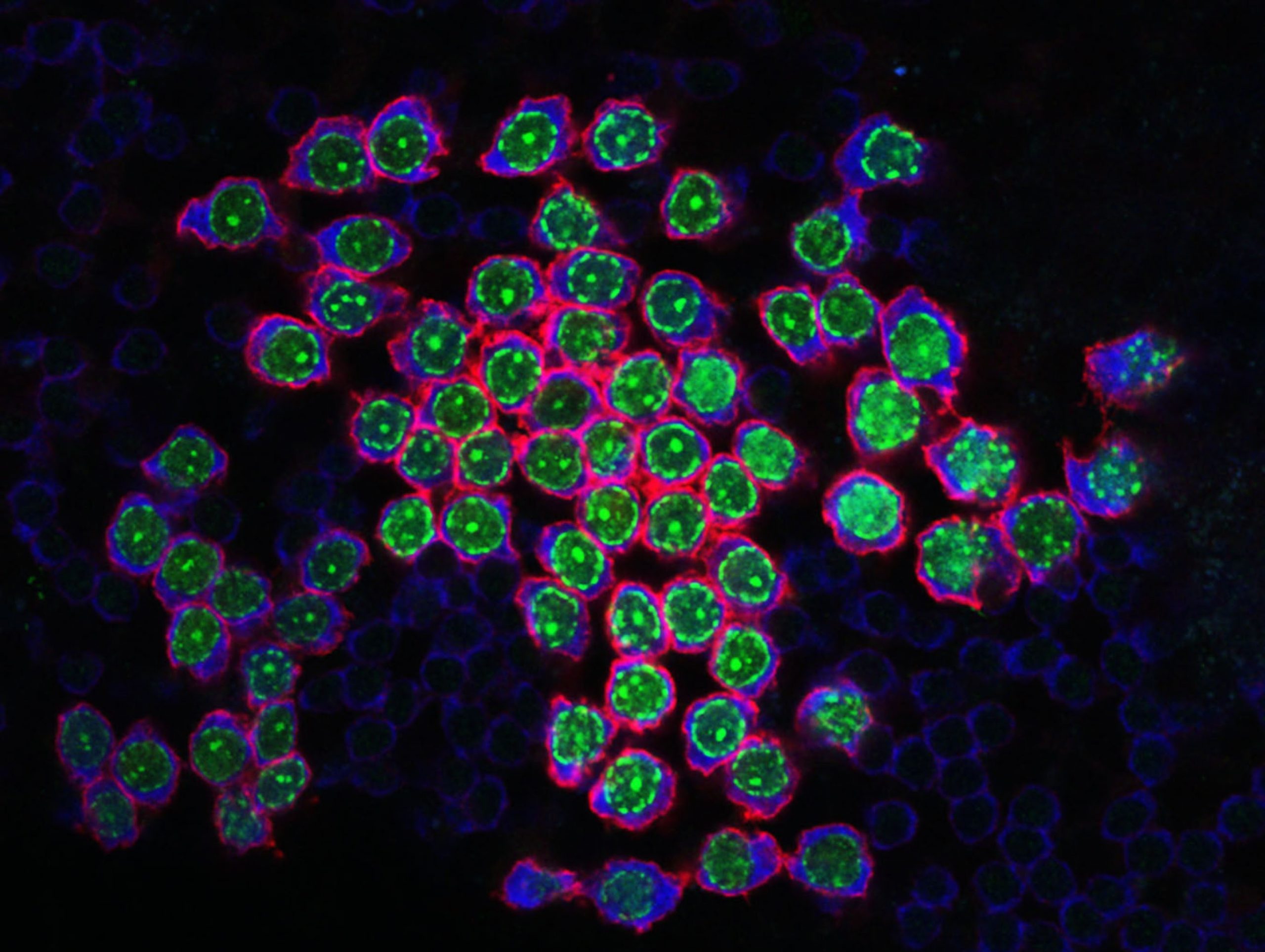 Germline stem cell image highlighted with lime green and pink colours