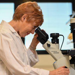 Professor Caroline Gargett studies endometriosis cells through the lens of a microscope.