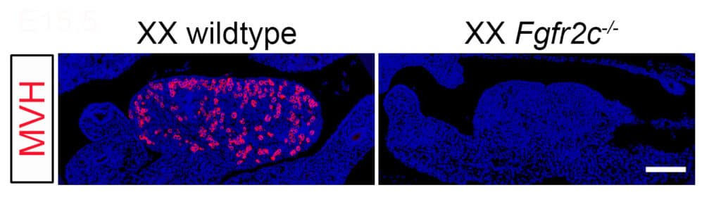 Loss of Fgfr2c from the ovary leads to an absence in primordial germ cells (PGCs), the precursors of the eggs.