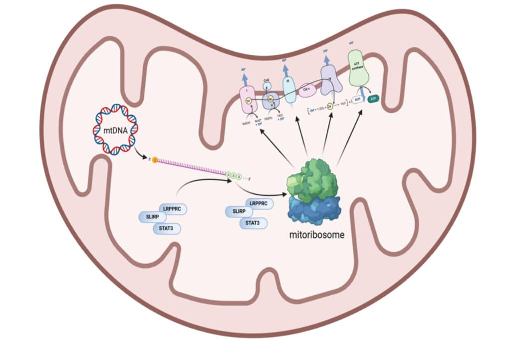 Schematic overview of the proposed mechanism of mitochondrial STAT3 activity