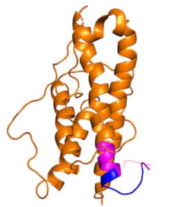 Human growth hormone (orange). The two compounds we have identified (LAT9997 and LAT8881) are shown in blue and pink. The blue compound is smaller and less complex to make.